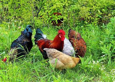 新加坡暂停进口波兰受禽流感疫情影响地区的家禽及产品