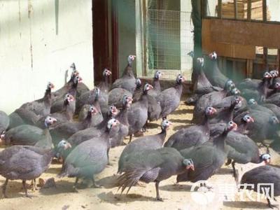 脱温珍珠鸡苗 从4-5两开始的优质家禽养殖指南