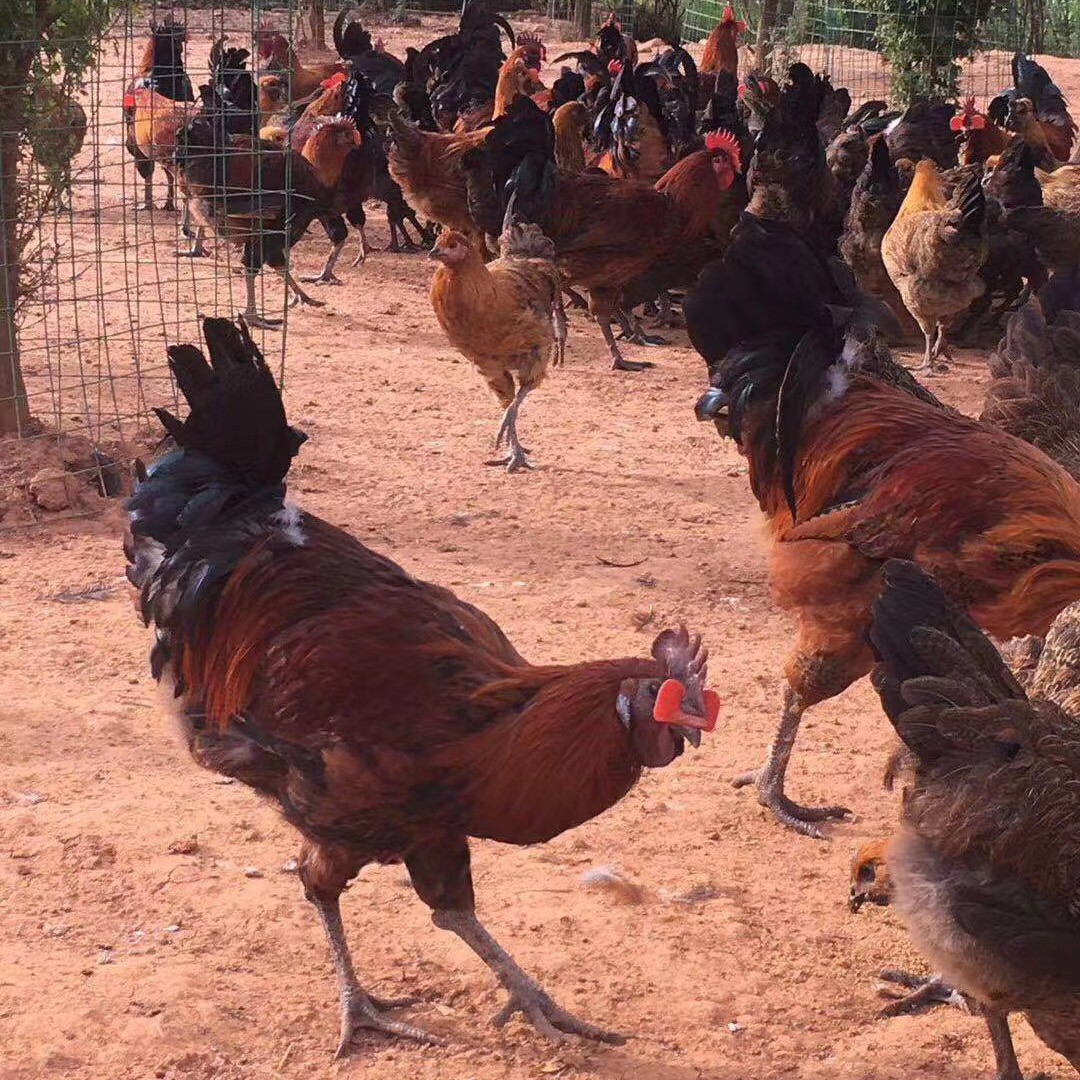 武定壮鸡 云南农副产品的家禽典范与三农数字资产运营新机遇