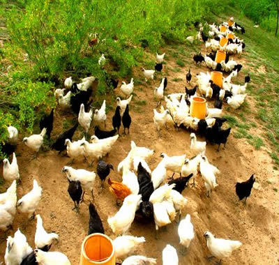 淳安千岛湖富城农产品家禽 生态养殖的绿色美味