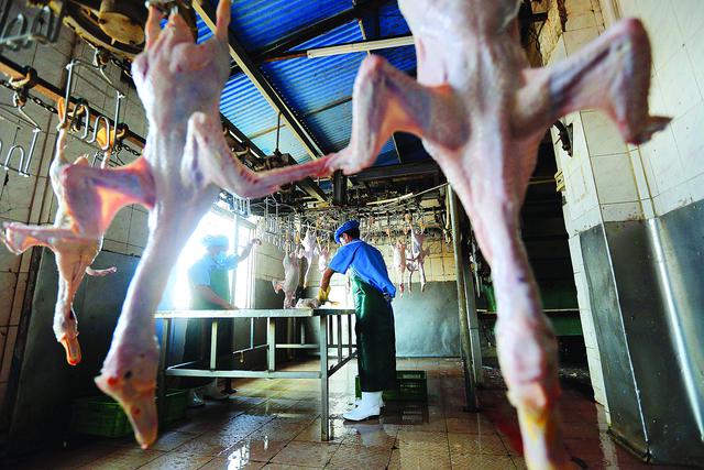 惠州生鲜鸡佩戴“身份证”，手机扫码即可追溯家禽信息