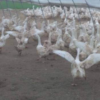 胡建国 专注家禽批发的农产品供应商