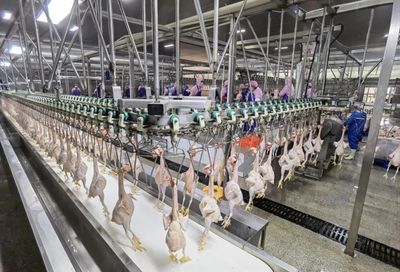 新春“开门红”｜荆州七尚 聚力打造家禽加工全产业链，推动产业优化升级