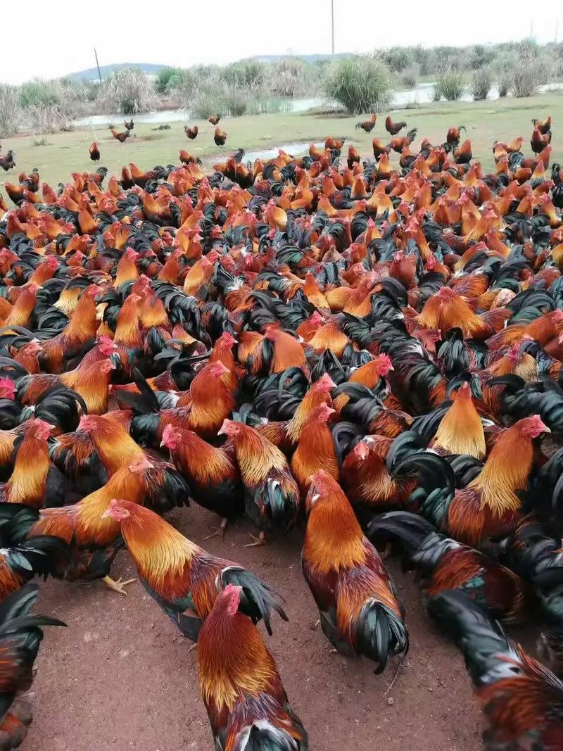 祝氏麻鸡（清远麻鸡） 优质家禽养殖的首选品种