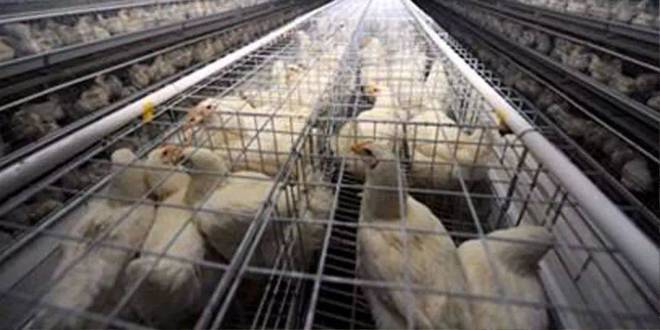 残忍真相 我们的鸡肉为何“鸡味”尽失？