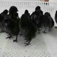 土鸡苗、黑鸡苗、麻鸡苗、野鸭苗、绿壳蛋鸡苗批发价格行情解析及选购指南