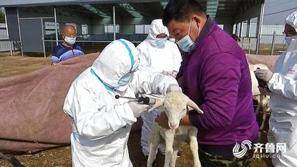 潍坊市坊子区筑牢畜牧防疫屏障 7支服务队一线守护，7.22万头家畜、240万羽家禽完成免疫