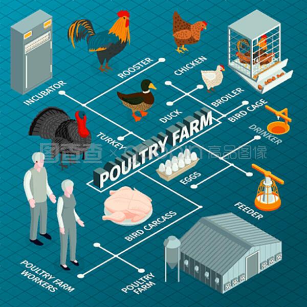 家禽技术服务与现代化管理流程