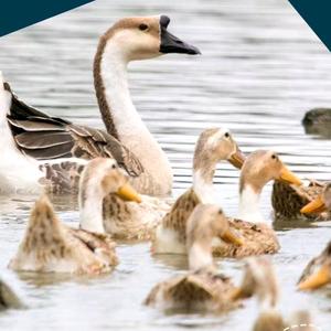 家禽技术服务 现代养殖业的核心支撑