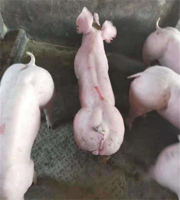 卓越家禽技术服务 引领现代养殖，保障食品安全与高效生产