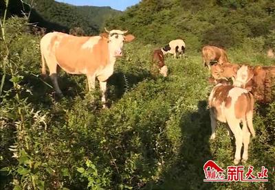 新天水-【强畜牧 兴产业 促脱贫】秦州:养殖产业再发力 畜牧脱贫显成效(三) 家禽技术服务