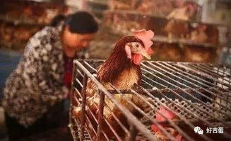 养鸡行业中的持续盈利之道 专业与技术的完美结合