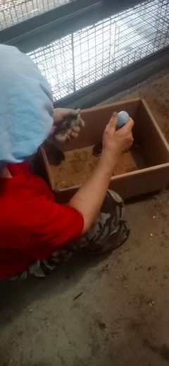 家禽养殖技术服务 专业技术，助力家禽健康与高产