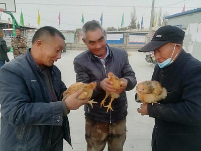 助力职工家禽养殖 专业家禽技术服务指南